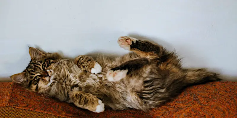 adorable kitty names: cat lying on back of sofa