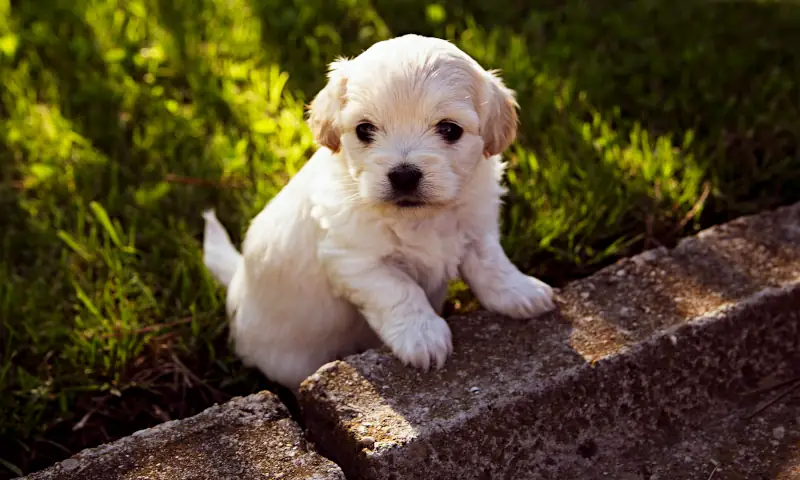 best female dog names