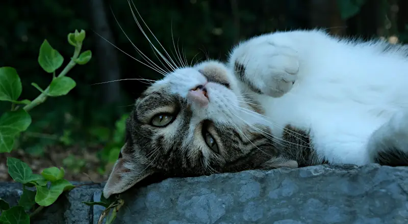 Best Male Cat Names: playful cat outdoors