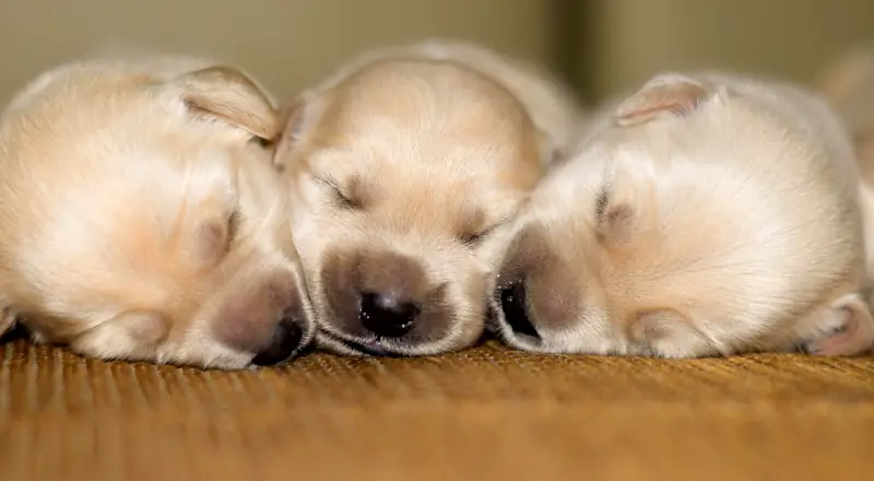 Best Puppy Names