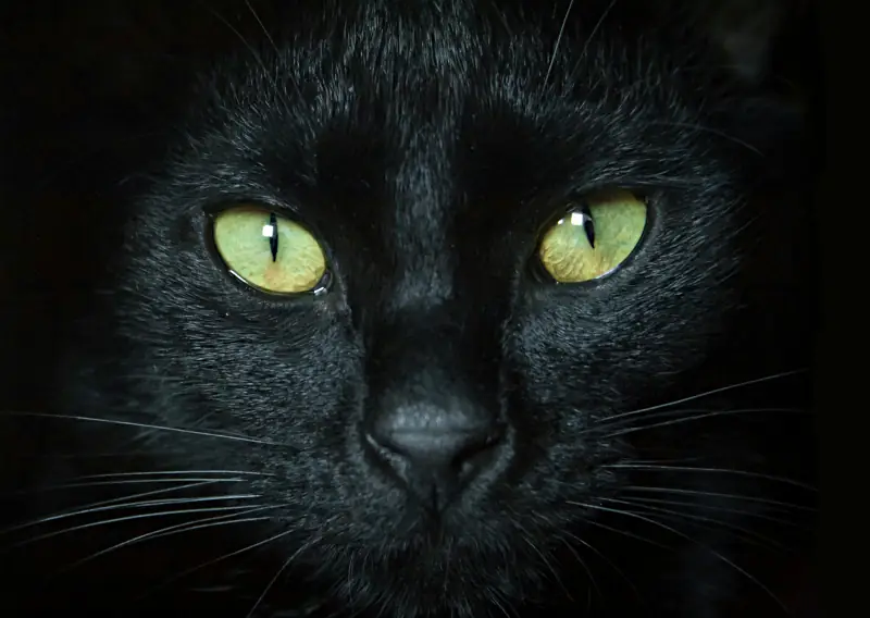 Black cat face closeup