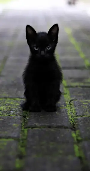 Black cat names - name for a black kitten