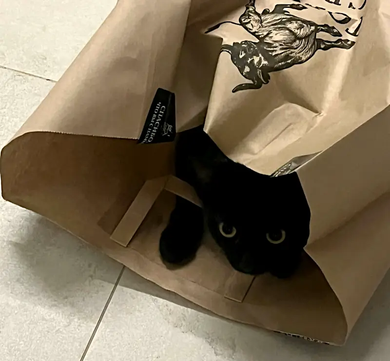 black kitten names: black kitten hiding in shopping bag