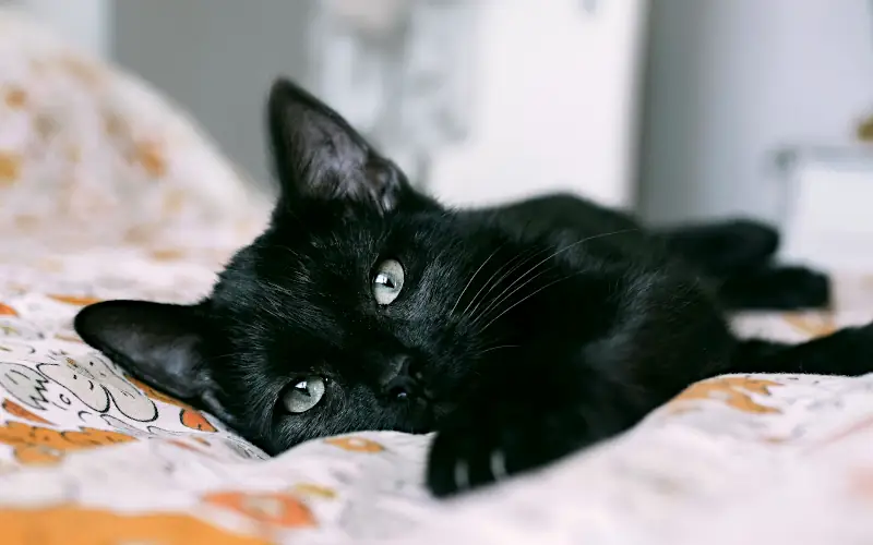 cool names for black cats: cool black cat lying on bed