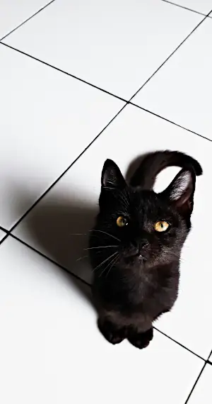 Cute black cat names: cute cat on tiles