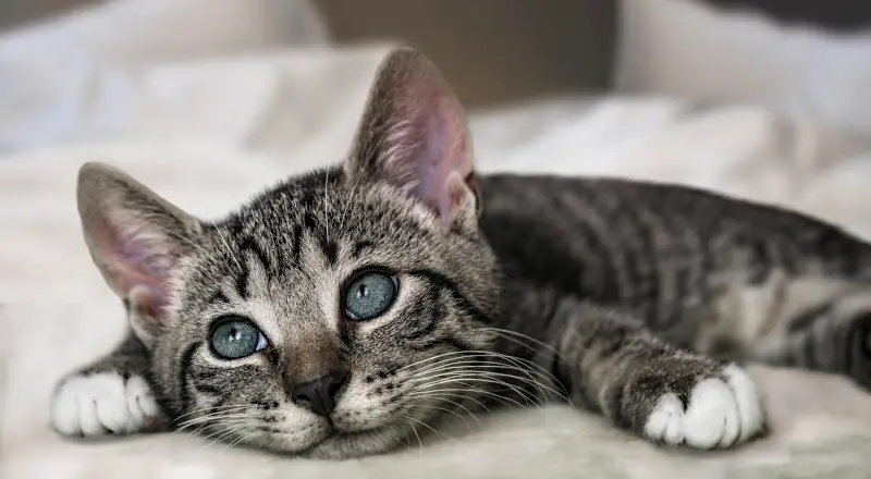 Cute cat name tips: cute cat lying down