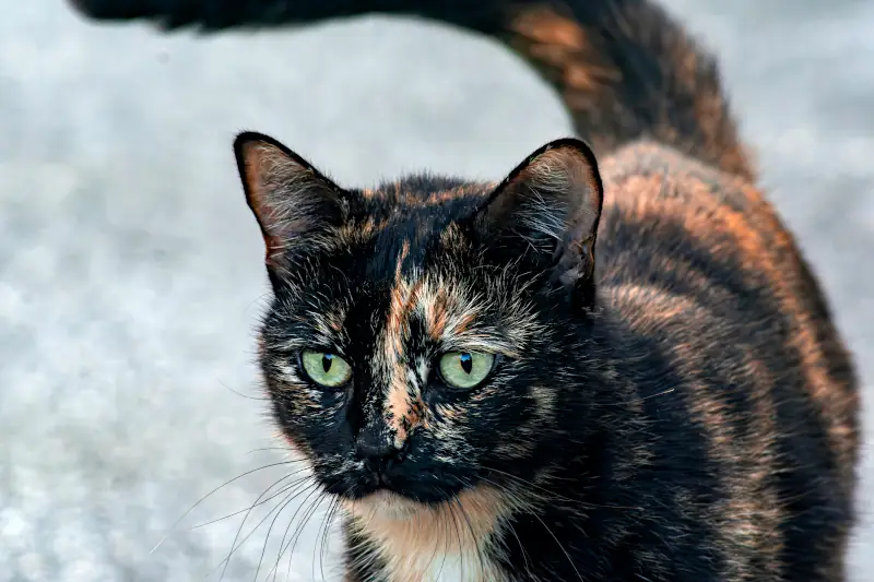 cute female cat names