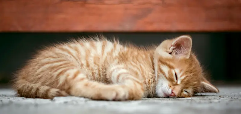 cute female cat names: cat sleeping on floor under furniture