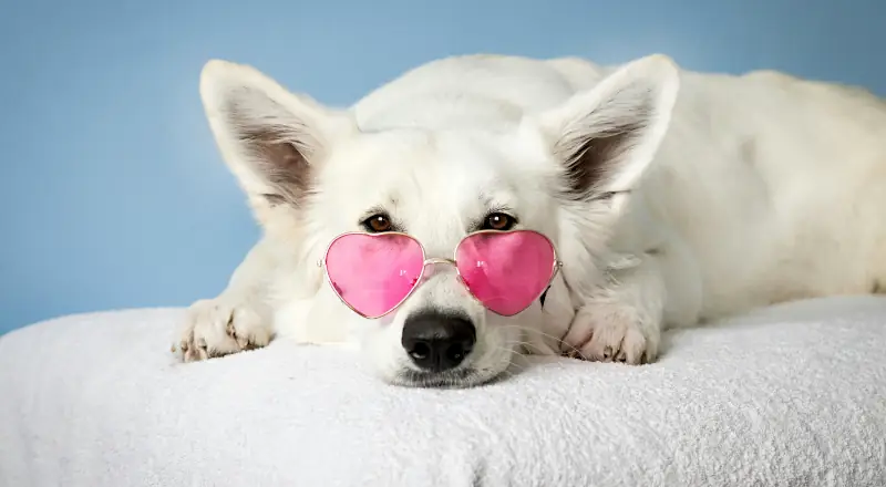 cute female dog names