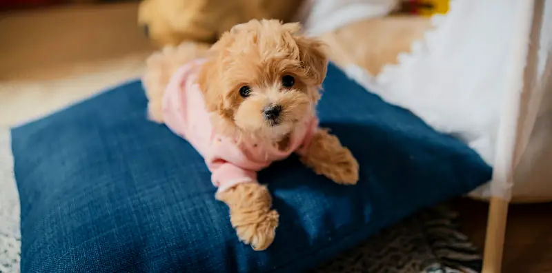 cute female puppy names