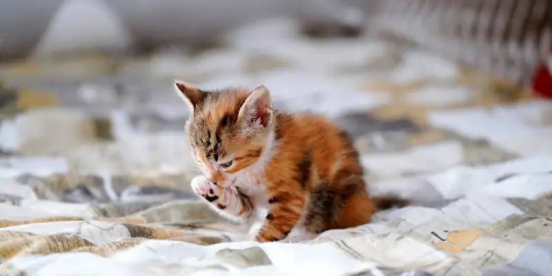 Cute Kitten Names: cute kitten on a bed