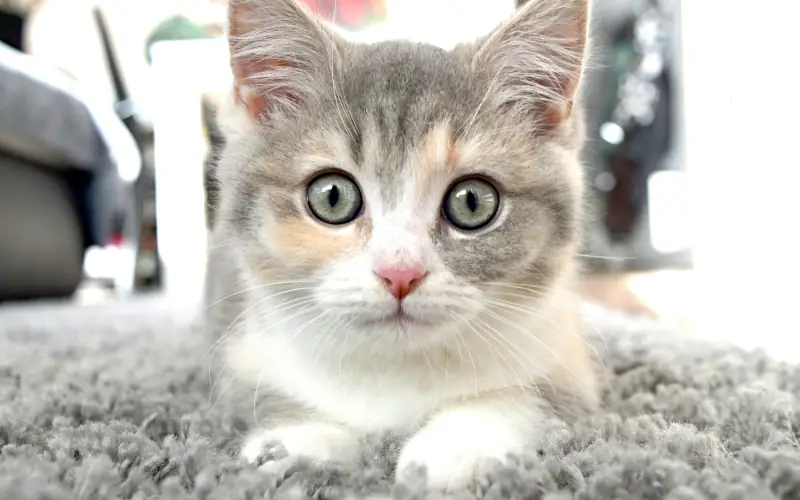 cute male cat names: cat on carpet