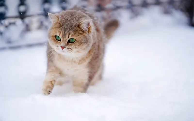 cute male cat names: cat playing in the snow