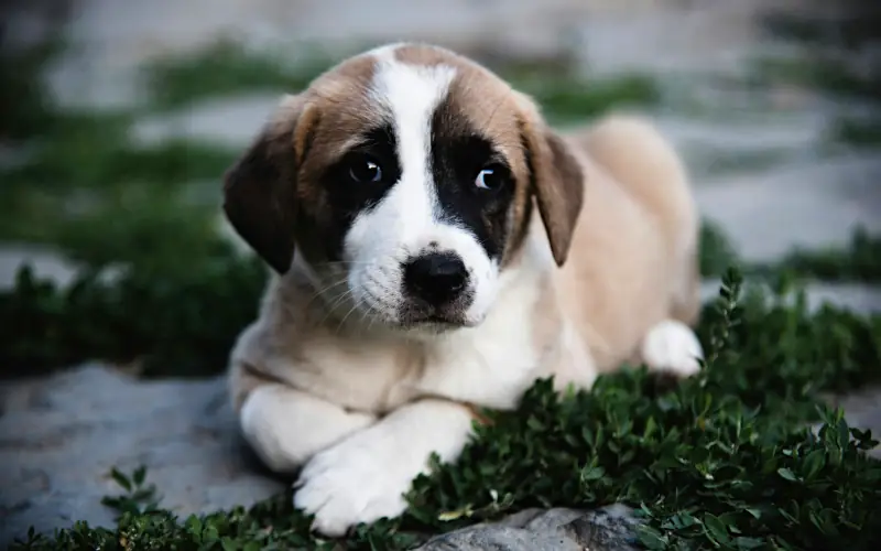 cute male dog names