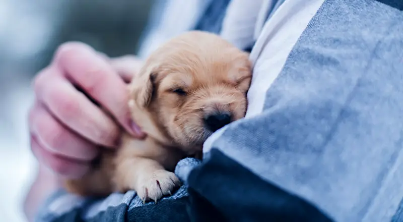 cute male puppy names