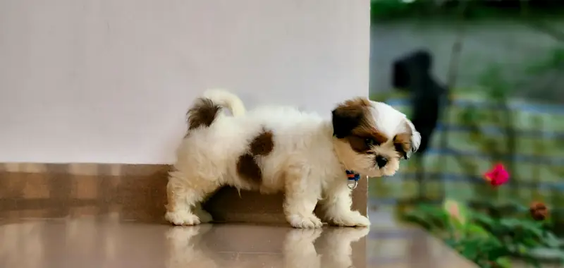 Cute Puppy Names