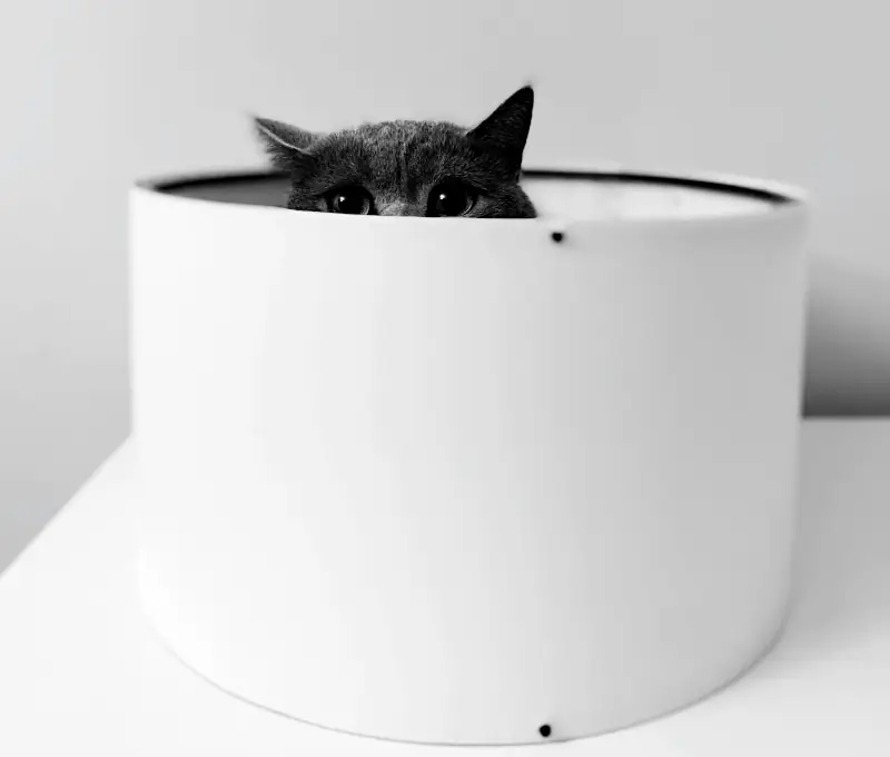 Even More Cute Cat Names: cat hiding in box