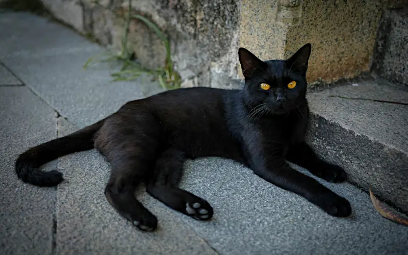 female black cat names: black cat outdoors on tiles