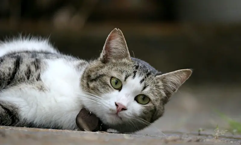 female cat names unique
