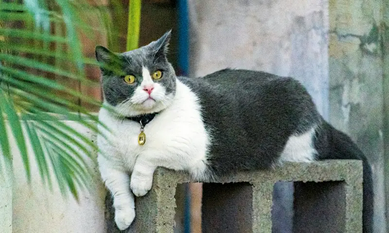 female cat names with meaning