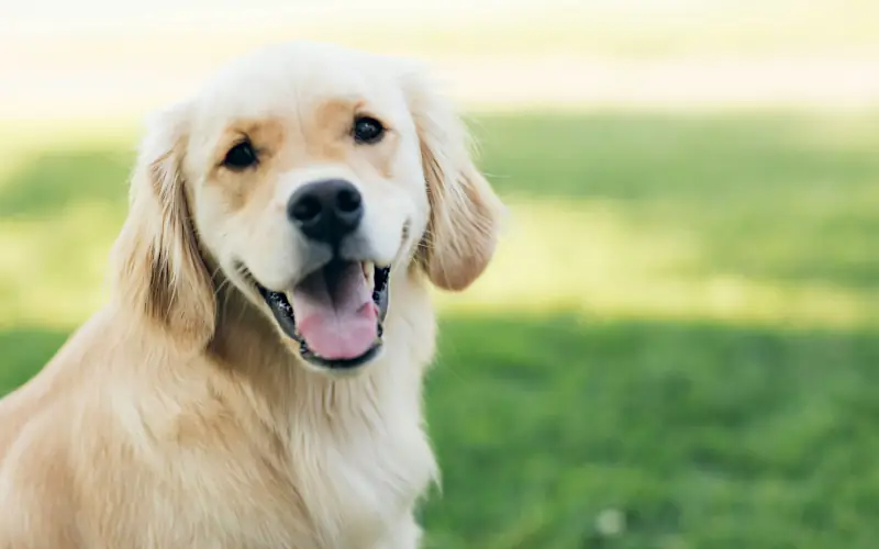 female dog names unique