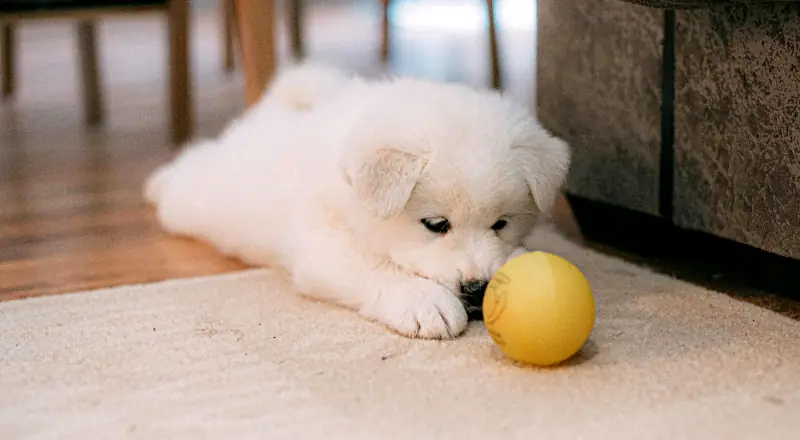 female puppy names