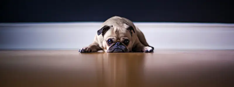 female puppy names unique