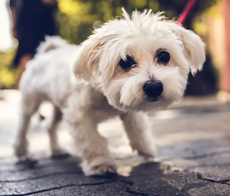 Female Puppy Names