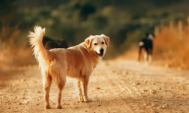 feminine dog names