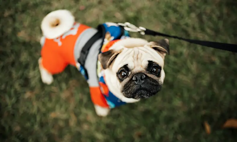 funny puppy names