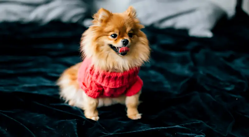 girl dog names