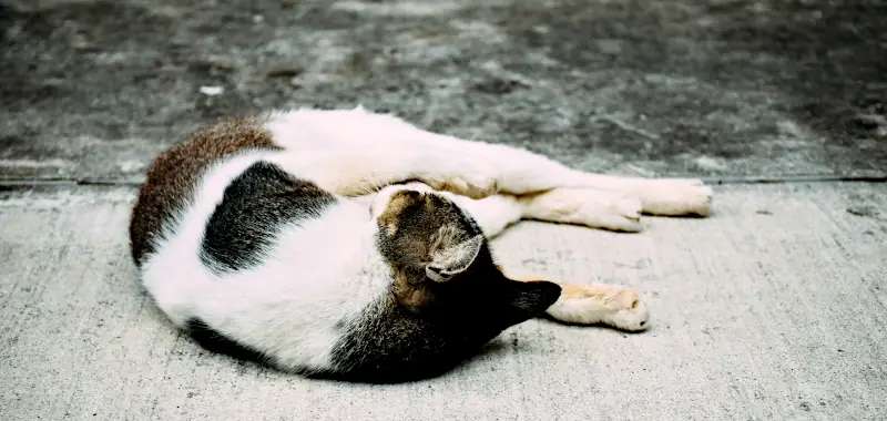 good female cat names