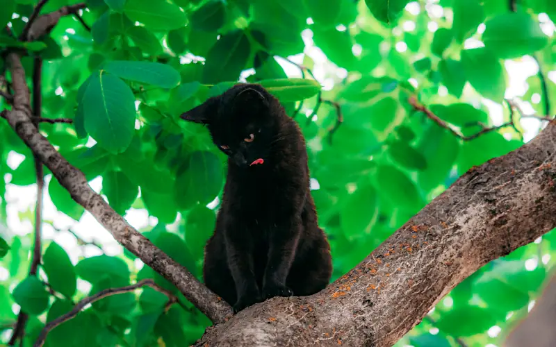 good male cat names: relaxed cat in tree