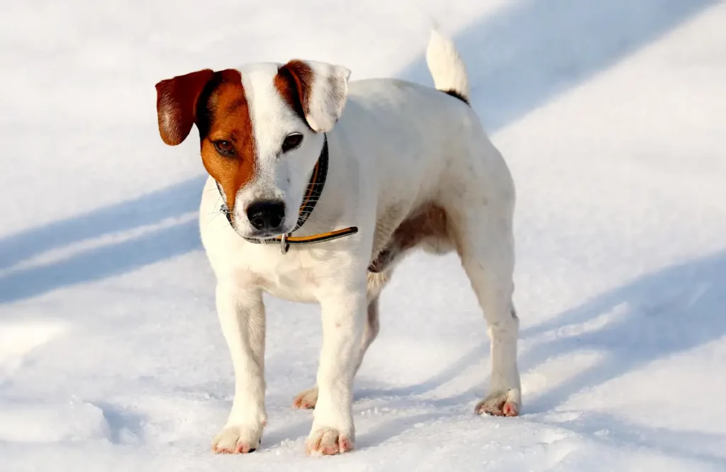 good male dog names