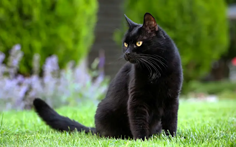 male black cat names: black cat outside on grass