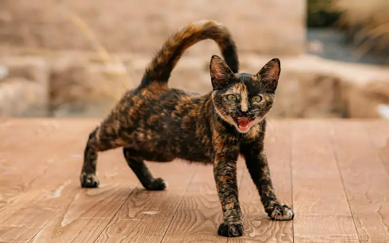 good male cat names: cat stretching on wooden deck