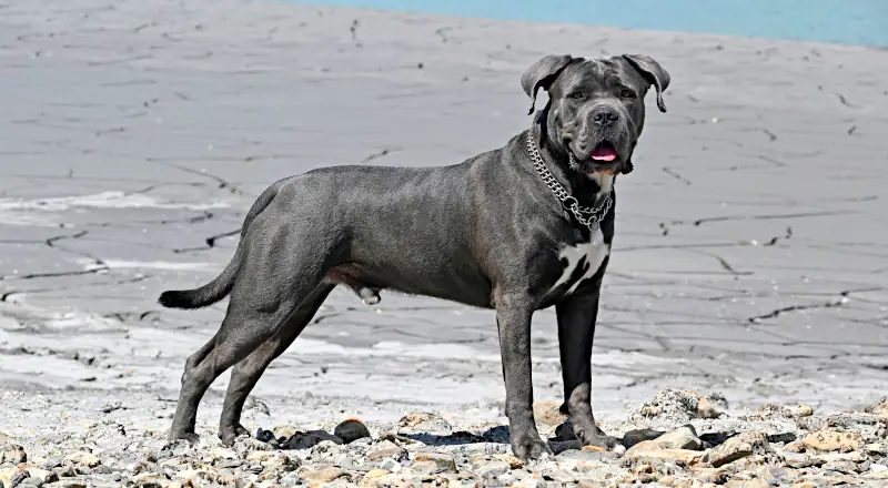 male dog names with meaning