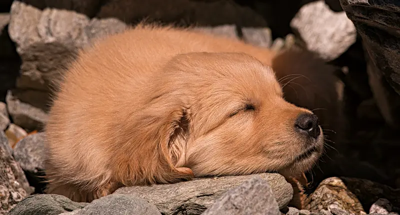 funny puppy names