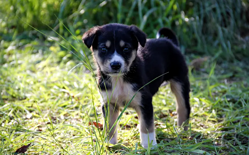 male puppy names
