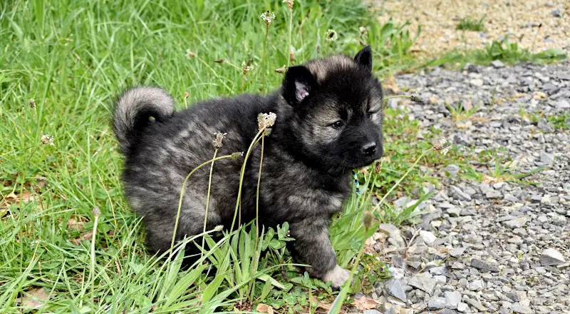 More Boy Dog Names
