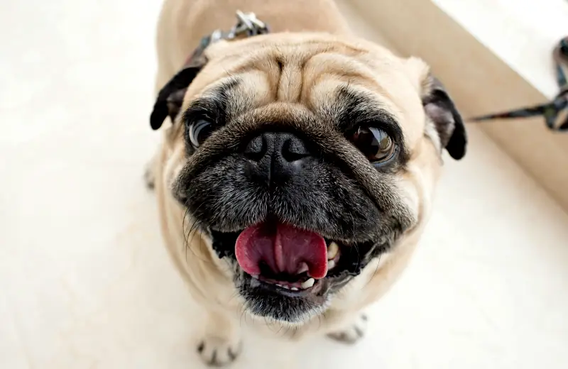 more female dog names