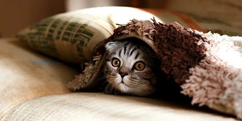 more unique cat names: cat hiding under blanket