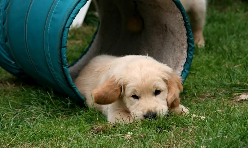 nickname for female dog