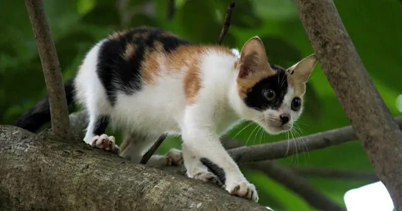 popular female cat names: kitten in tree