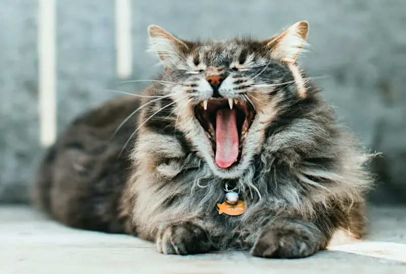 popular male cat names: photo of cat yawning