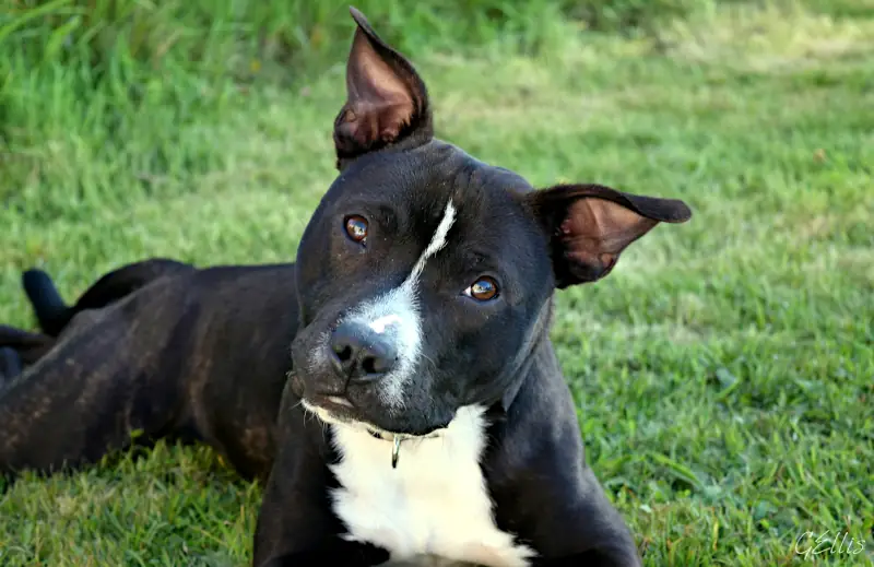 boy dog names: popular male dog names