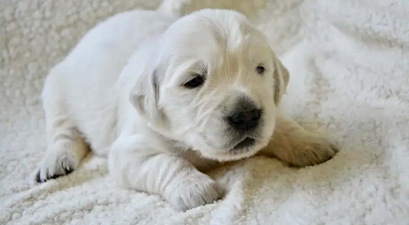 Trendy Puppy Names