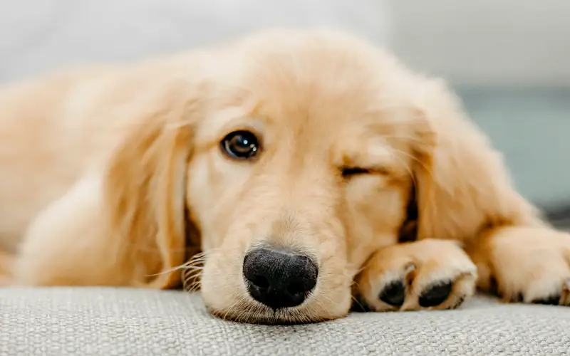uncommon dog names