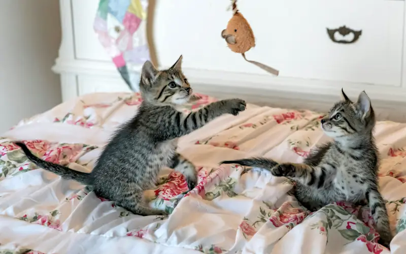 Unique Cute Cat Names: two cats playing on a bed