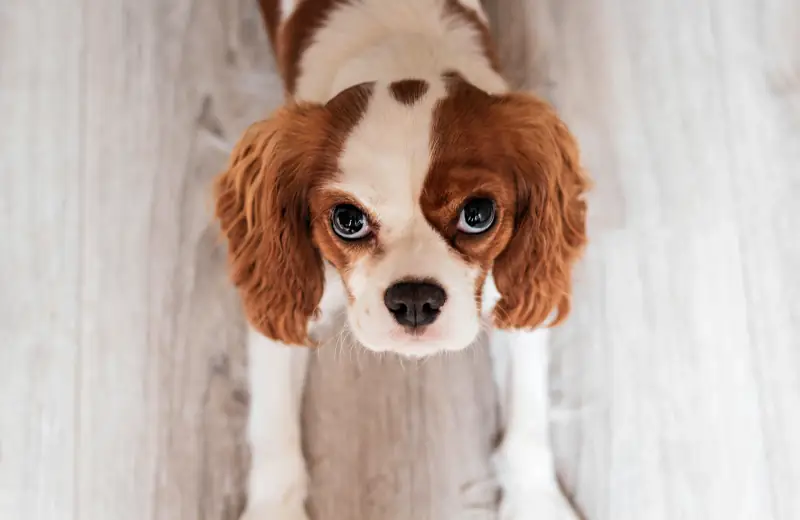 unique cute dog names